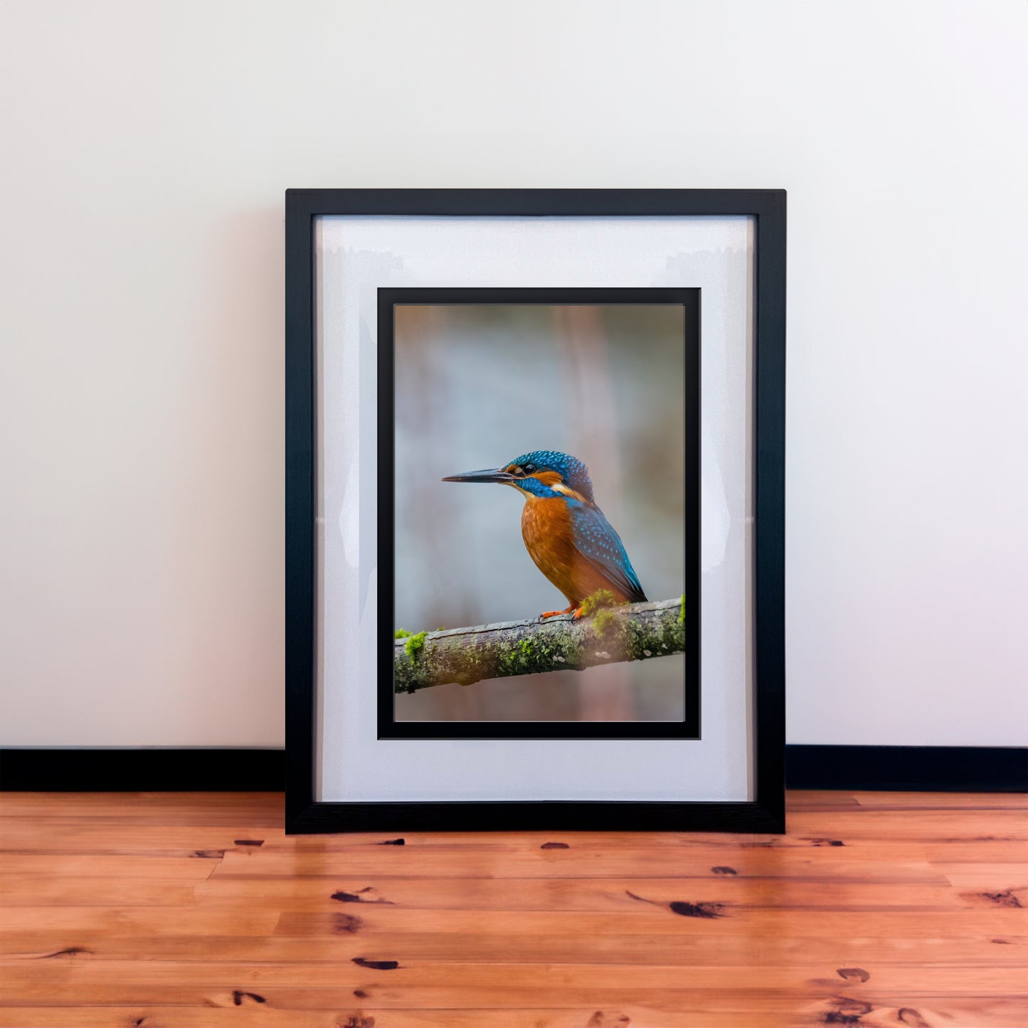 Beautiful Male Kingfisher Photography Print in Elegant Black Mount Frame