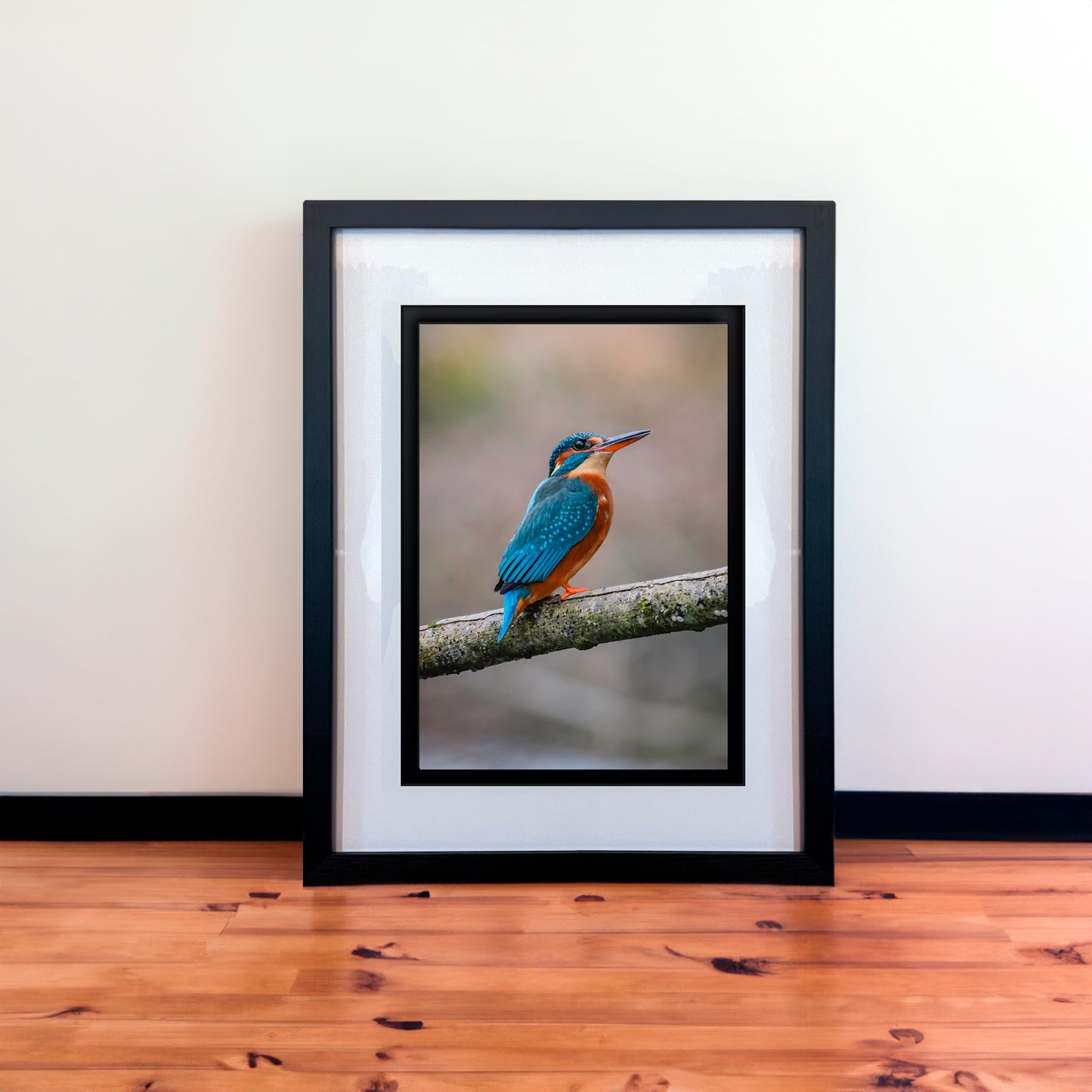 Beautiful Female Kingfisher Photography Print in Elegant Black Mount Frame
