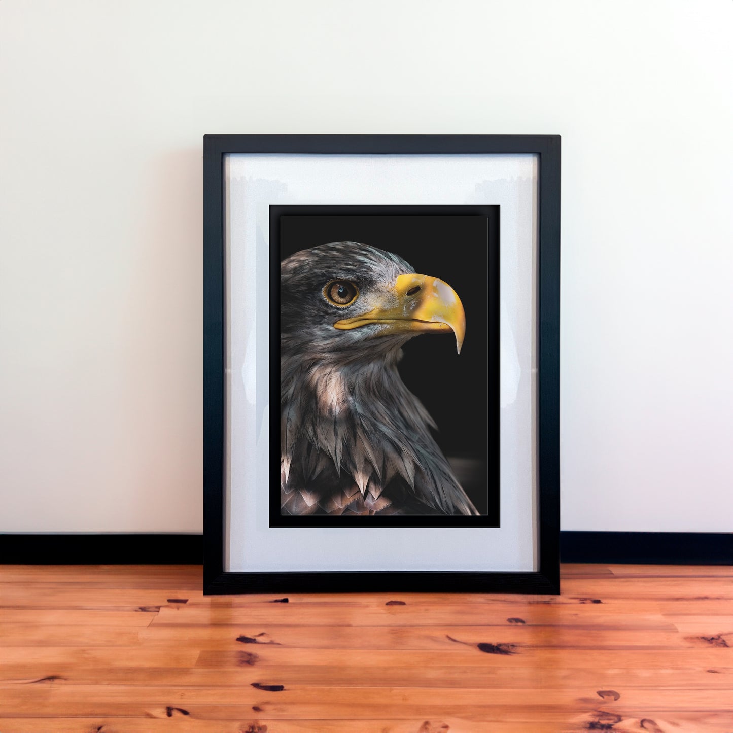 Stunning White Tail Sea Eagle Photography Print in Elegant Black Mount Frame