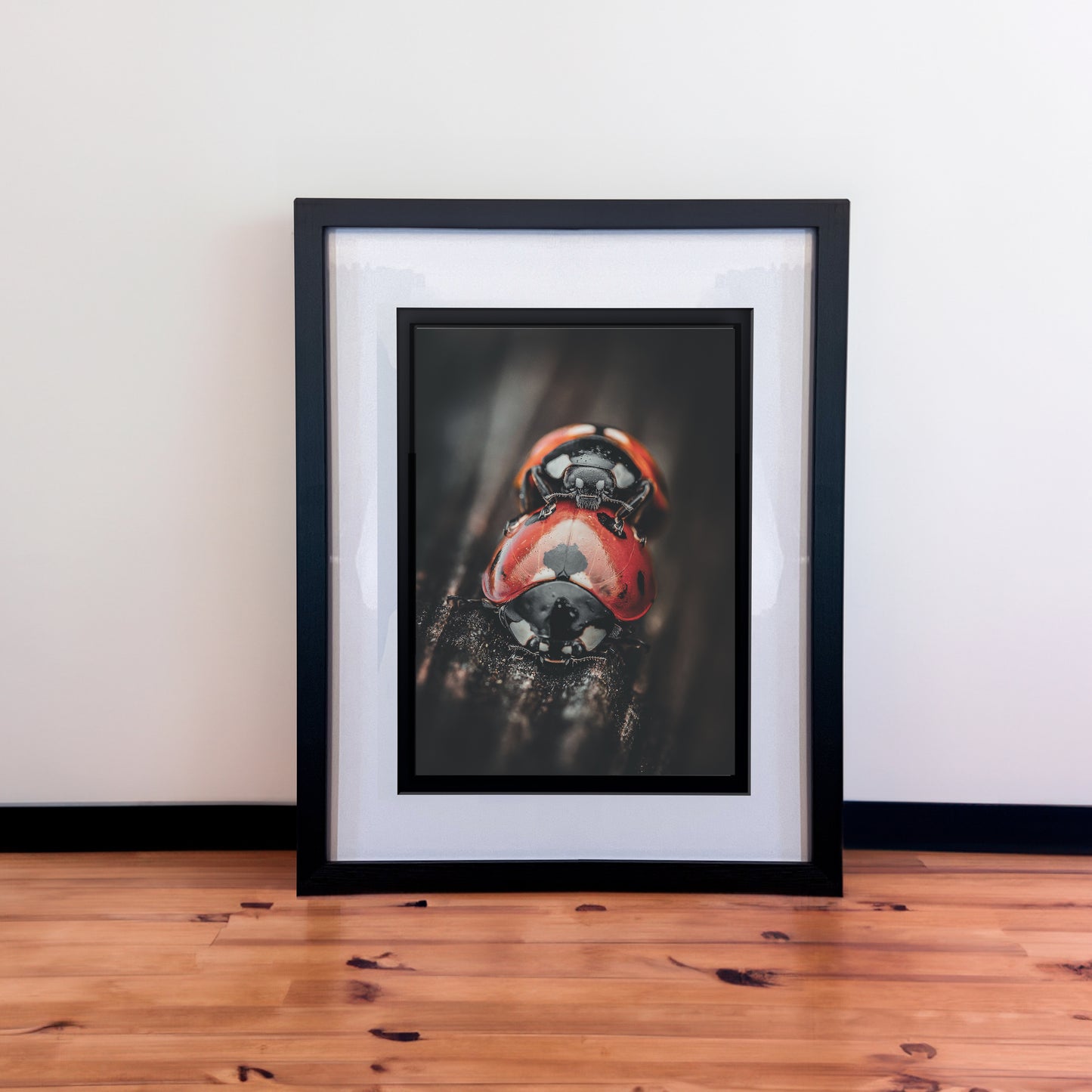 ‘Love bugs’ Macro Ladybug Photography Print in Elegant Black Mount Frame