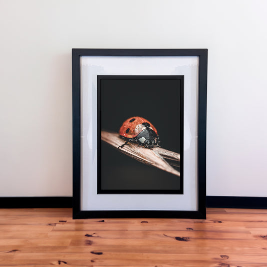 Dewy Macro Ladybug Photography Print in Elegant Black Mount Frame