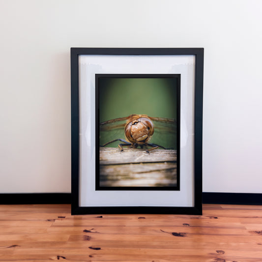 Macro Dragonfly Photography Print in Elegant Black Mount Frame