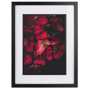 Stunning Macro Hoverfly & Red Flowers Photography Print in Elegant Black Mount Frame