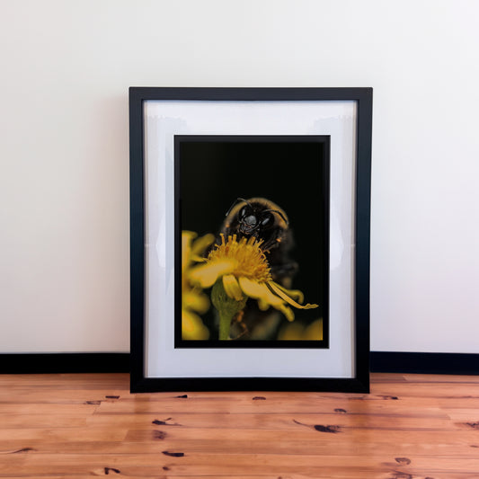 Beautiful Macro Bee Photography Print in Elegant Black Mount Frame