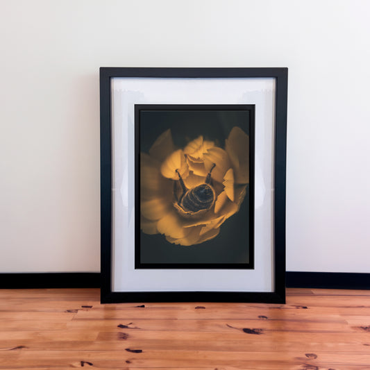 Stunning Macro Bee Butt & Yellow Flower Photography Print in Elegant Black Mount Frame