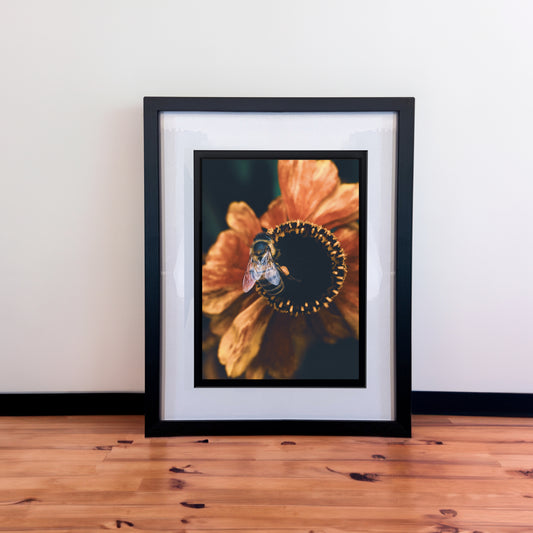 Stunning Macro Honey Bee & Orange Flowers Photography Print in Elegant Black Mount Frame