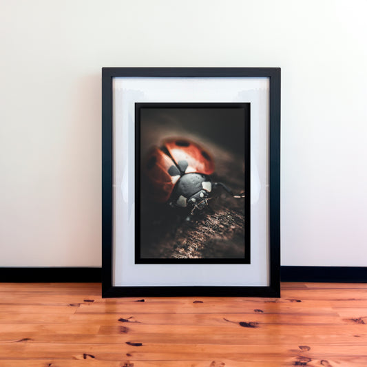 Beautiful Macro Ladybug Photography Print in Elegant Black Mount Frame