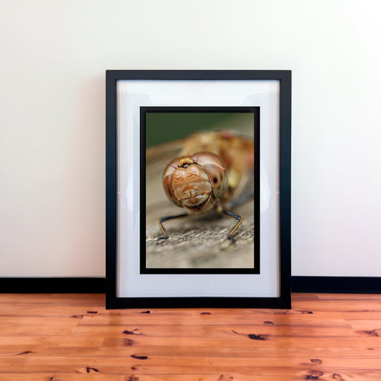 Smiley Macro Dragonfly Photography Print in Elegant Black Mount Frame