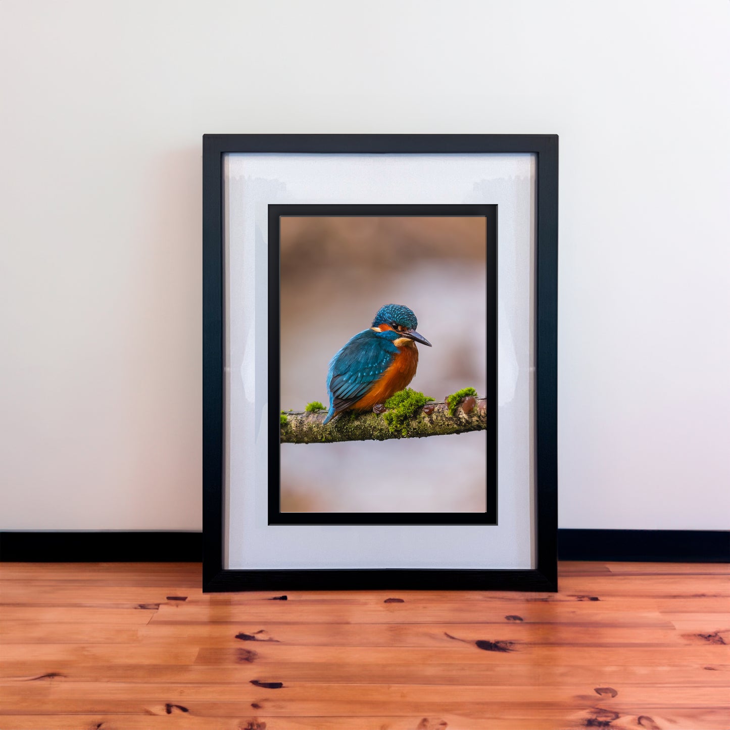 Stunning Male Kingfisher Photography Print in Elegant Black Mount Frame