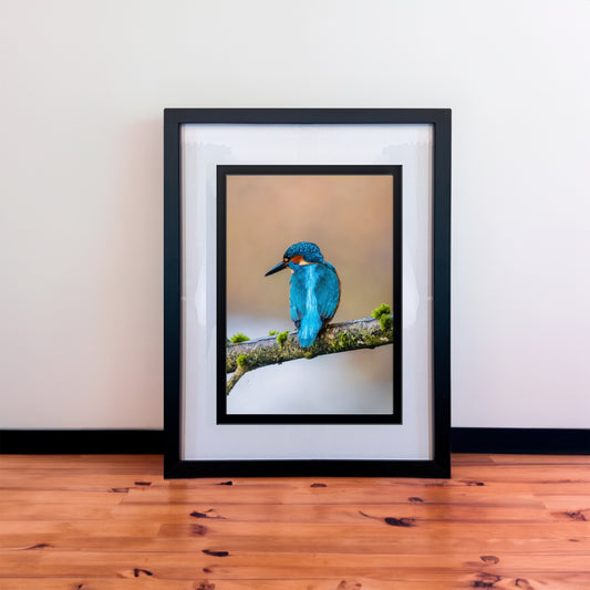 Simply Stunning Male Kingfisher Photography Print in Elegant Black Mount Frame