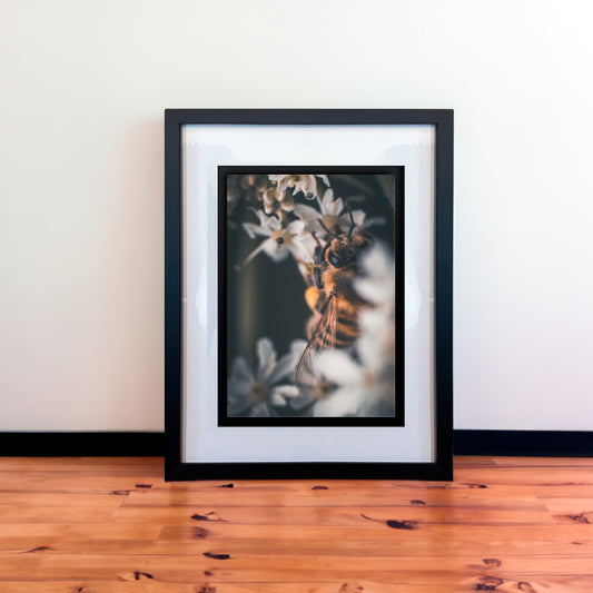 Macro Honey Bee Photography Print in Elegant Black Mount Frame