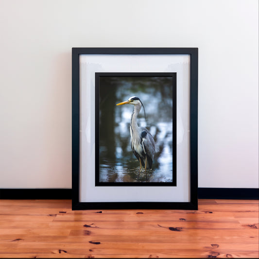 Majestic Grey Heron Photography Print in Elegant Black Mount Frame