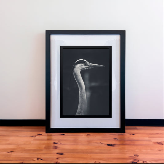 Majestic Grey Heron B&W Photography Print in Elegant Black Mount Frame