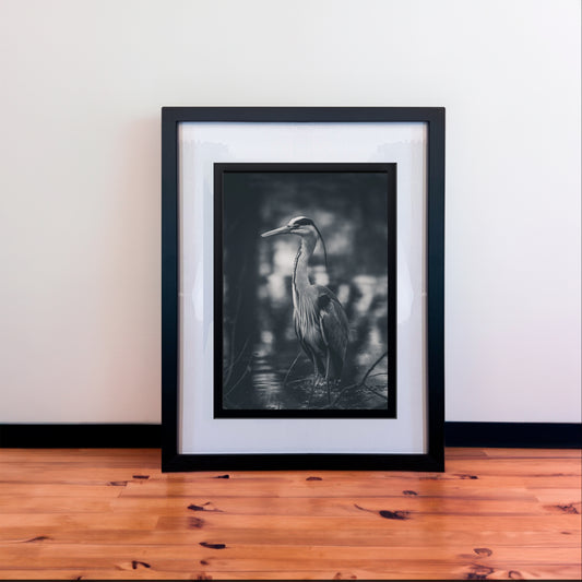 Majestic Grey Heron B&W Photography Print in Elegant Black Mount Frame