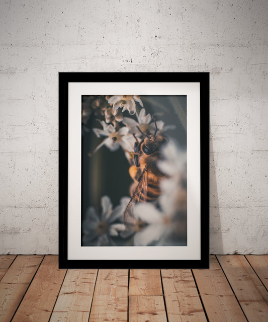 Elegant Macro Honey Bee & White Flowers Photography Print in Elegant Black Mount Frame