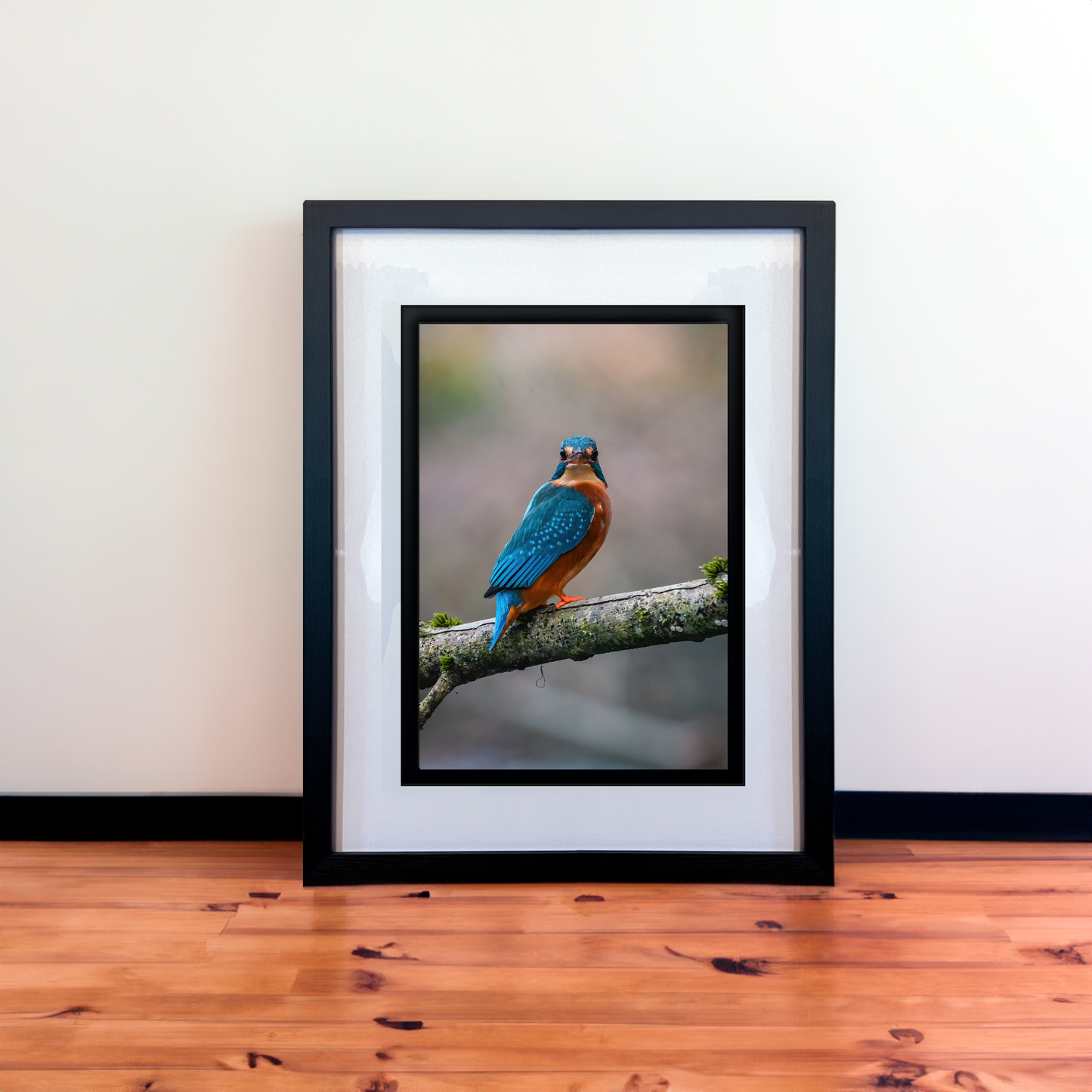 Beautiful Female Kingfisher Photography Print in Elegant Black Mount Frame