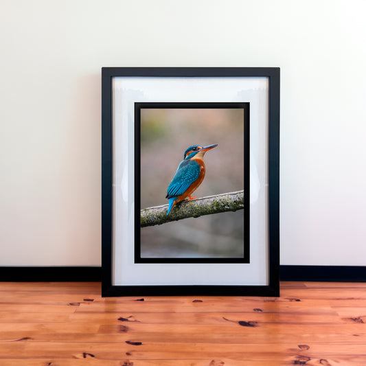 Beautiful Female Kingfisher Photography Print in Elegant Black Mount Frame