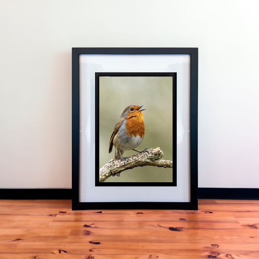 Beautiful European Robin Photography Print in Elegant Black Mount Frame