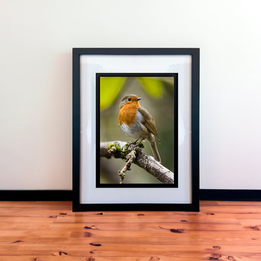 Beautiful European Robin Photography Print in Elegant Black Mount Frame