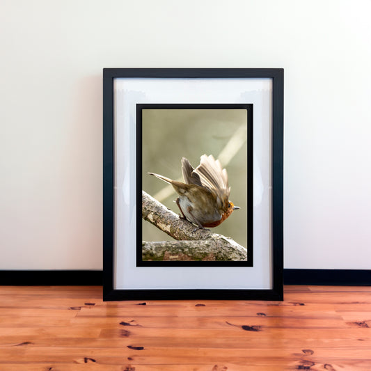 Beautiful European Robin Photography Print in Elegant Black Mount Frame